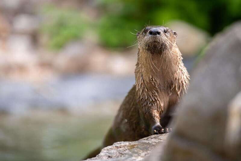 Montreal: Ecomuseum Zoo Entry Ticket - Price and value: is $16 a fair deal?