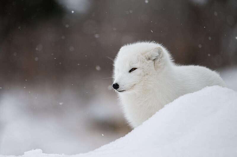 Montreal: Ecomuseum Zoo Entry Ticket - Practical tips for a smooth Quebec wildlife day