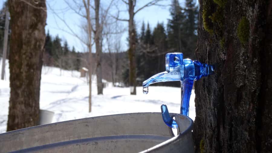 Montreal: Maple syrup talk and tasting! In French! - From harvest to bottle: what you learn during the production story