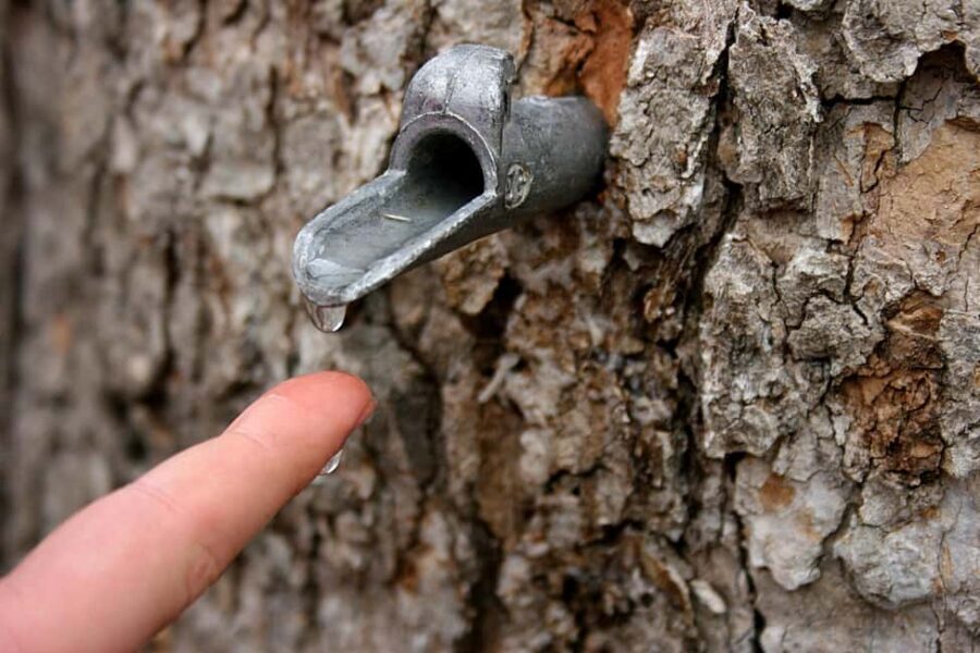 Montreal: Maple Syrup Tour with Sugar Shack & Local Cuisine - Your guide and the sugar-shack atmosphere: what to listen for