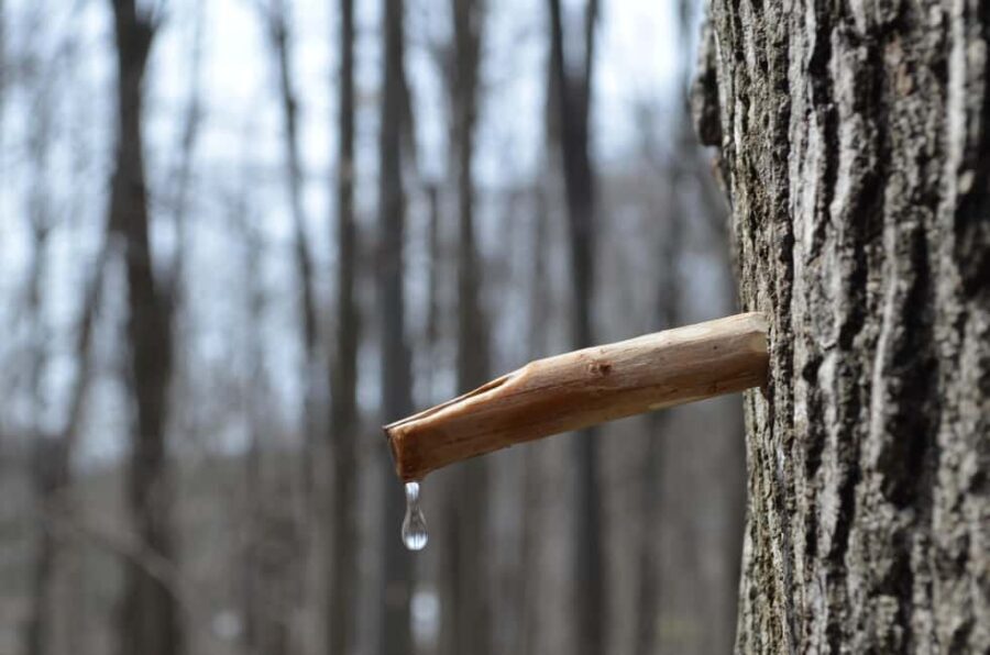 Montreal: Maple Syrup Tour with Sugar Shack & Local Cuisine - What could go wrong: bus time, tempo, and expectations