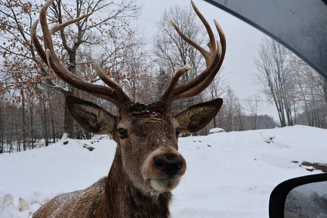 Montreal: Omega Park Canadian Wildlife Safari Adventure - Key things to know before you go