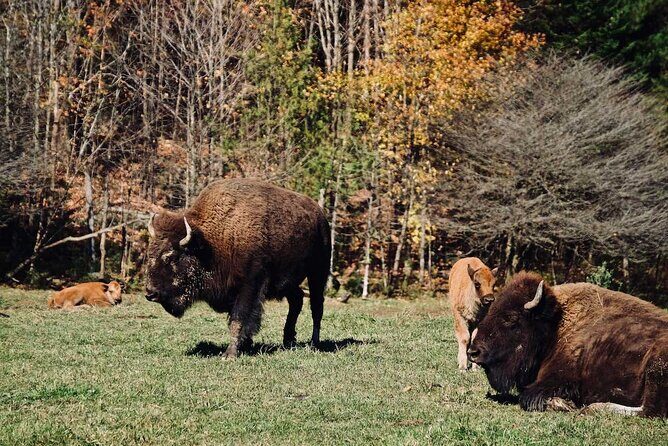 Montreal: Omega Park Canadian Wildlife Safari Adventure - Getting to Parc Omega: the Montreal pickup that saves your day