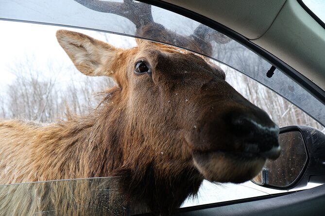 Montreal: Omega Park Canadian Wildlife Safari Adventure - What animals you can realistically expect (and how to stay unbothered)