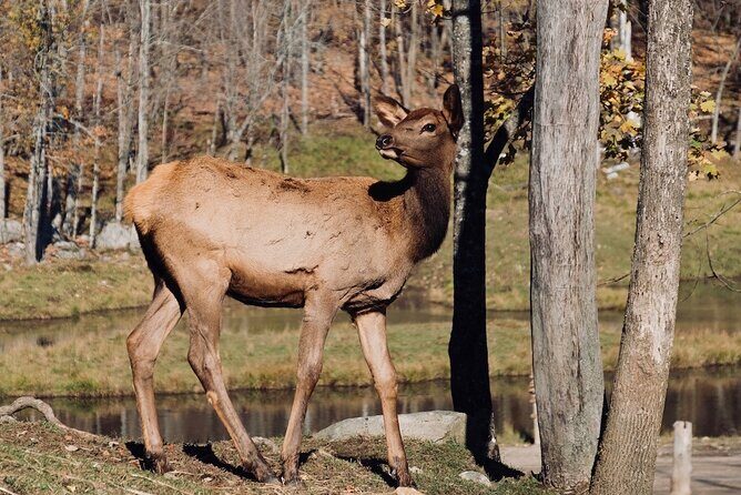 Montreal: Omega Park Canadian Wildlife Safari Adventure - Value check: is $315.49 per person worth it?