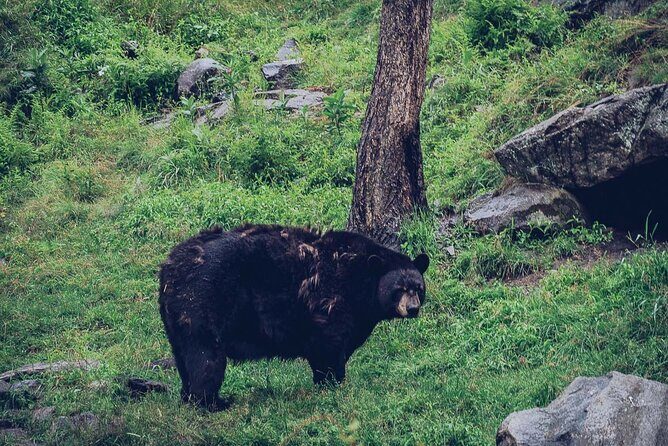 Montreal: Omega Park Canadian Wildlife Safari Adventure - Comfort and pacing: why the guide can make or break the day