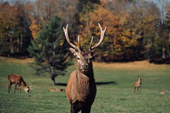 Montreal: Omega Park Canadian Wildlife Safari Adventure - Who this tour is best for