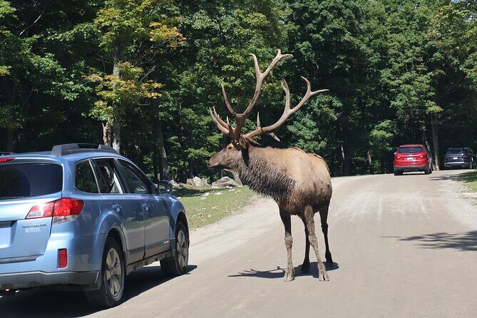 Montreal: Omega Park Canadian Wildlife Safari Adventure - Tips to get the most from the day