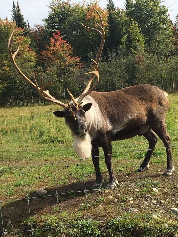 Montreal: Private Day Tour to Parc Omega & Montebello Lodge - Key Points That Make This Day Trip Worth Your Time