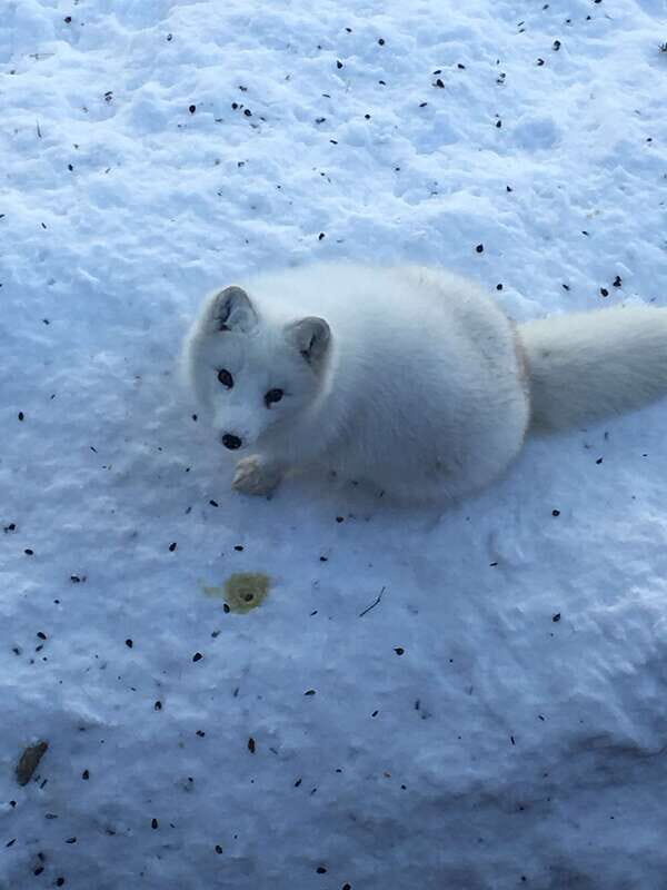Montreal: Private Day Tour to Parc Omega & Montebello Lodge - Practical Tips Before You Go