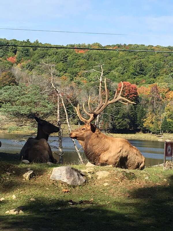 Montreal: Private Day Tour to Parc Omega & Montebello Lodge - Private Transport From Montreal: Why 8 Hours Works