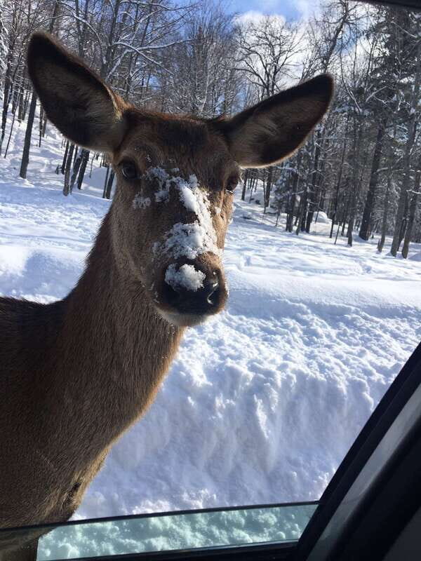 Montreal: Private Day Tour to Parc Omega & Montebello Lodge - Timing Inside the Park: How the 2 to 4 Hours Plays Out