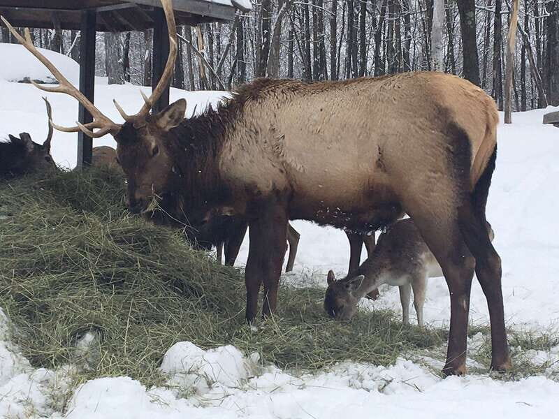 Montreal: Private Day Tour to Parc Omega & Montebello Lodge - Who This Tour Suits Best (and Who Should Skip It)