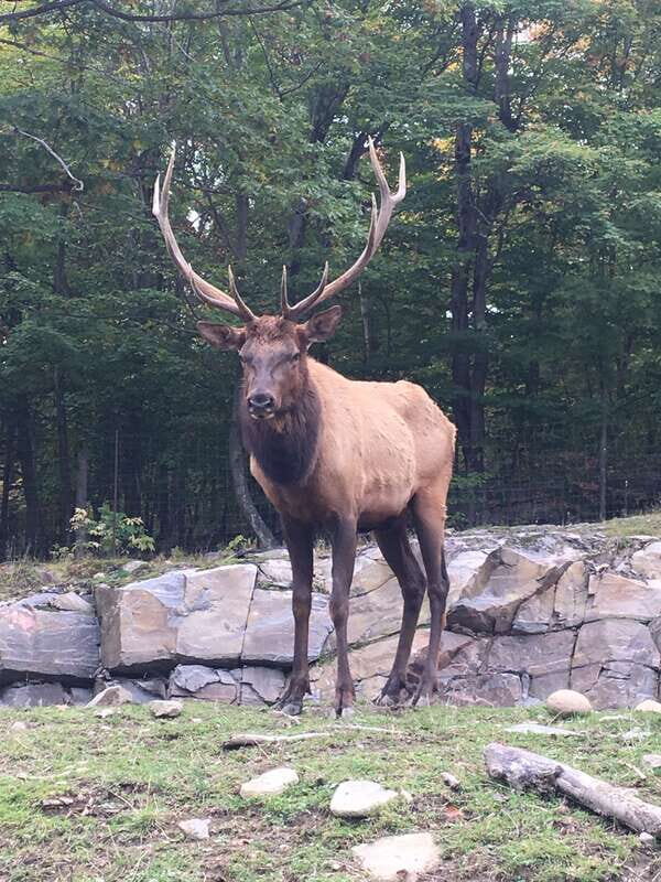 Montreal: Private Day Tour to Parc Omega & Montebello Lodge - Parc Omega in Your Seat: The Main Event of the Day