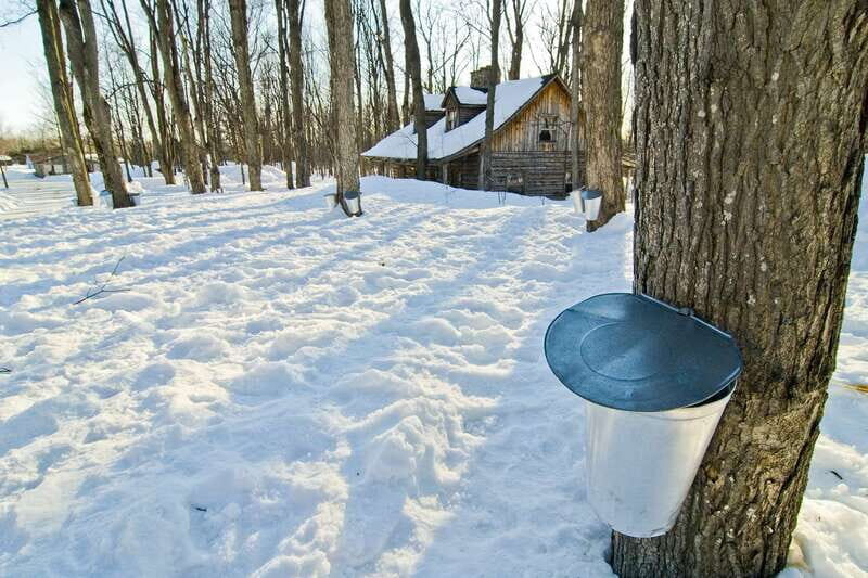 Montreal: Sugar Shack Maple Syrup Day Trip with Lunch - Key things to know before you go