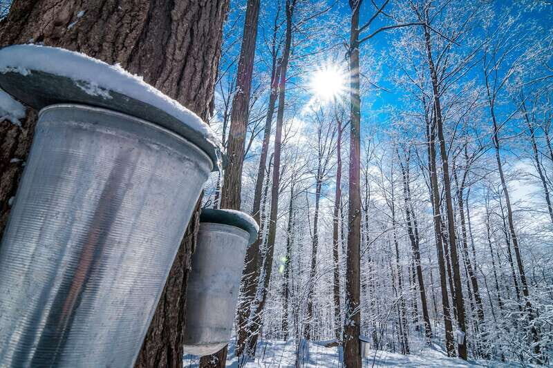 Montreal: Sugar Shack Maple Syrup Day Trip with Lunch - From sap to syrup: how the guide should help you spot the process