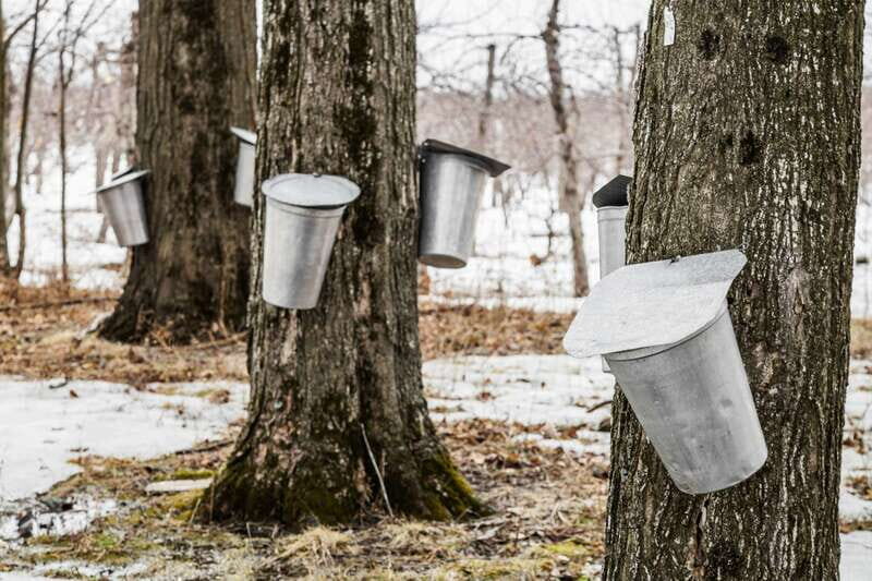 Montreal: Sugar Shack Maple Syrup Day Trip with Lunch - What the farm visit feels like in real time