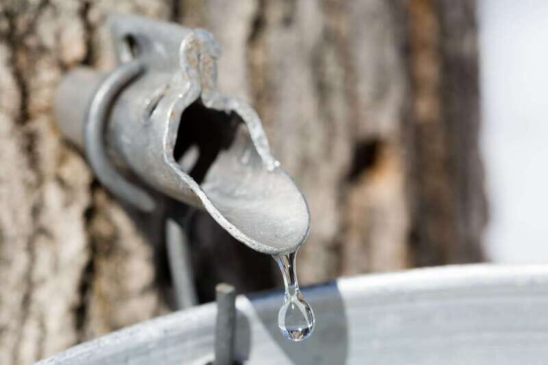Montreal: Sugar Shack Maple Syrup Day Trip with Lunch - Meeting the sugar shack: what you’ll learn about maple trees and tapping