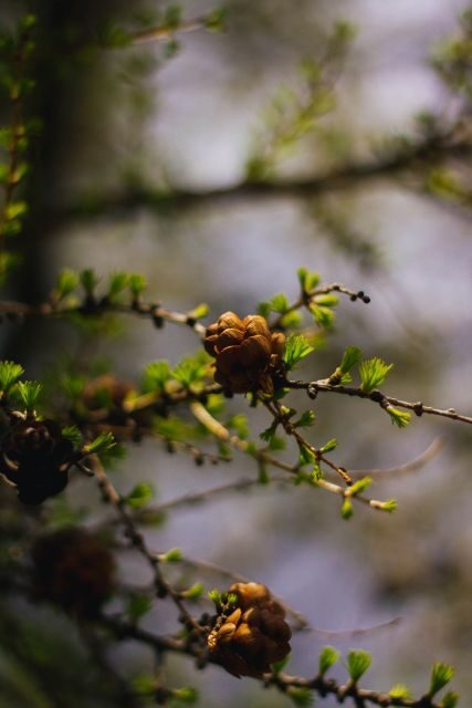 Moraine Lake & Larch Valley Hike - Why this Larch Valley hike hits different in September and October