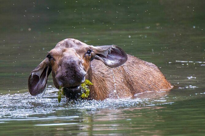 Morning Jasper National Park Wildlife Tour - A 3-hour Jasper morning built around breakfast-hour wildlife