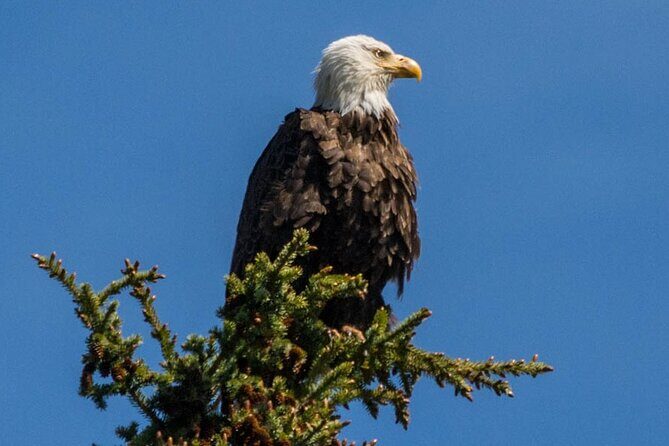 Morning Jasper National Park Wildlife Tour - Stop 1 in Jasper National Park: how the guide picks the route