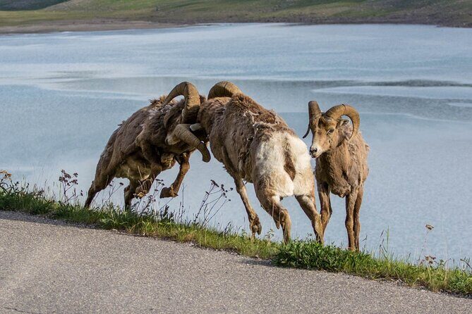Morning Jasper National Park Wildlife Tour - What you might see: bears, moose, and the birds that make it special