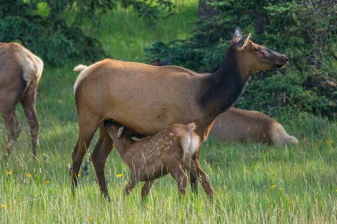 Morning Jasper National Park Wildlife Tour - Photo stops, short outside breaks, and camera reality checks