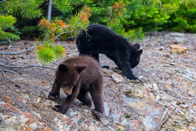 Morning Jasper National Park Wildlife Tour - Pace and group size: why 22 people can feel small