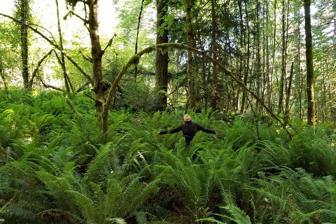 Mystical Rainforest Tour - Forest Magick - Forest Bathing on Vancouver Island: What Forest Magick Is Actually Like
