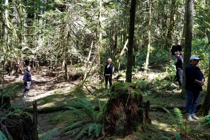 Mystical Rainforest Tour - Forest Magick - Price and Value: Is $48.25 Worth It?