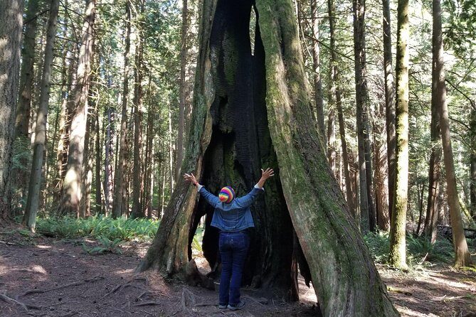 Mystical Rainforest Tour - Forest Magick - Accessibility and Comfort: What You’ll Need to Know Before You Go