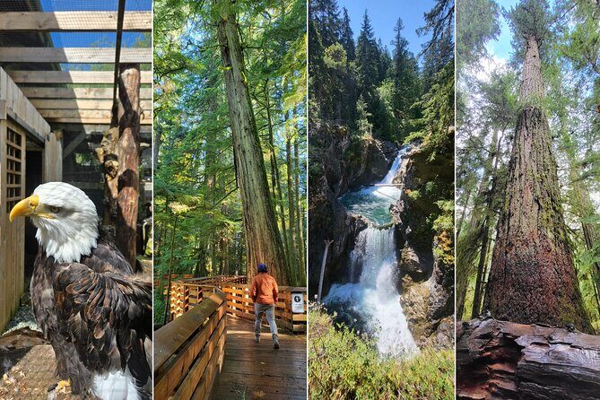Nanaimo: Cathedral Grove, Waterfalls and Animal Sanctuary - A 7-Hour North Island Day That Packs the Right Kind of Variety