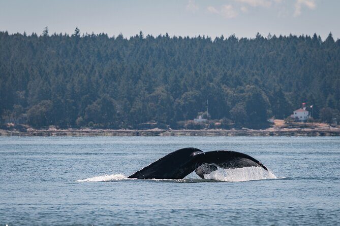 Nanaimo Whale Watching in a Semi-Covered Boat - A Semi-Covered Boat That Actually Helps You Enjoy the Water