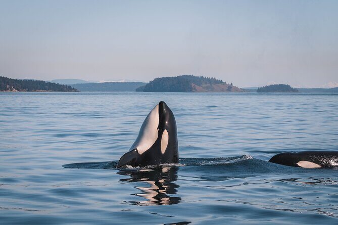 Nanaimo Whale Watching in a Semi-Covered Boat - Cruising the Salish Sea: What the Route Is Really Doing