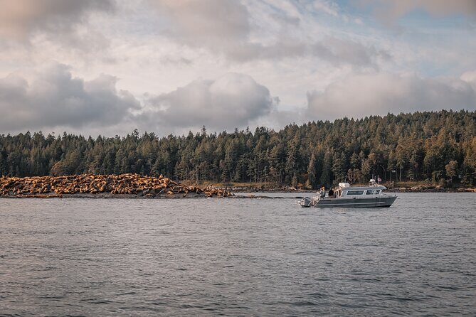 Nanaimo Whale Watching in a Semi-Covered Boat - Your Whale-Viewing Hour: Real Behavior, Live Commentary