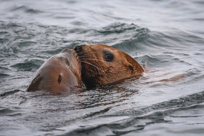 Nanaimo Whale Watching in a Semi-Covered Boat - Price and Value: What $187.76 Buys You on This Route