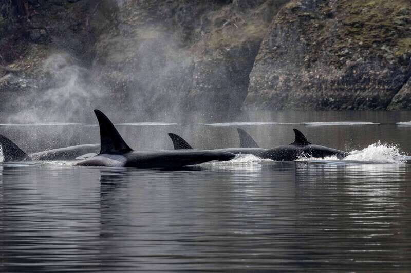 Nanaimo: Whale Watching Open Boat Tour - Key Things That Make This Nanaimo Whale-Watching Tour Work