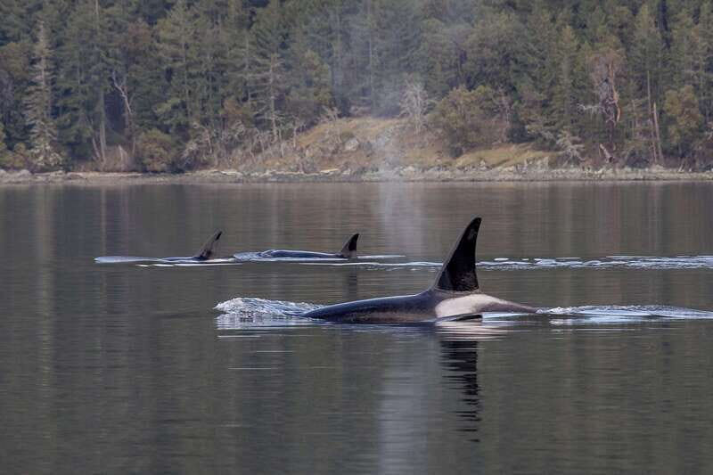 Nanaimo: Whale Watching Open Boat Tour - The Whale-Sighting Strategy: VHF Route Planning and Individual Whale IDs