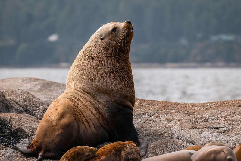 Nanaimo: Whale Watching Open Boat Tour - Beyond Whales: Sea Lions, Seals, Seabirds, and the Conservation Wrap-Up