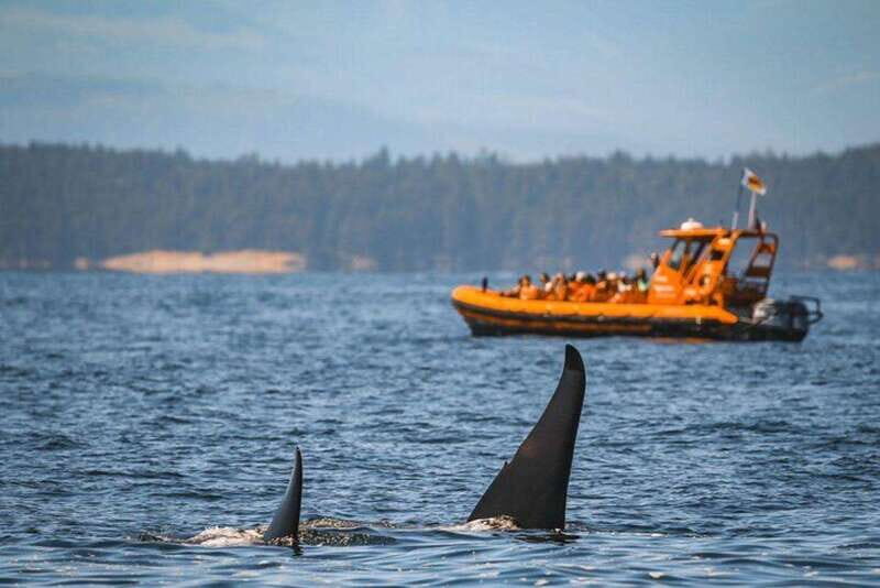 Nanaimo: Whale Watching Open Boat Tour - Who Should Book This Tour (and Who Should Skip It)