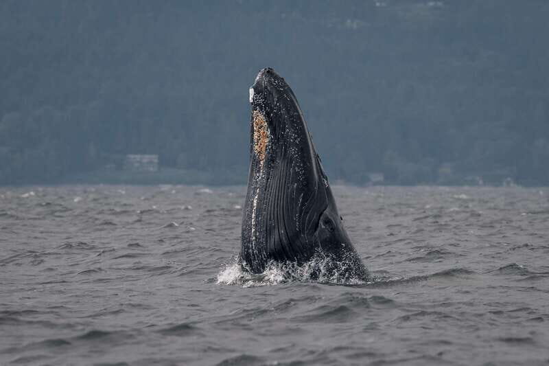 Nanaimo: Whale Watching Open Boat Tour - Practical Tips So Your 4 Hours Feel Worth It