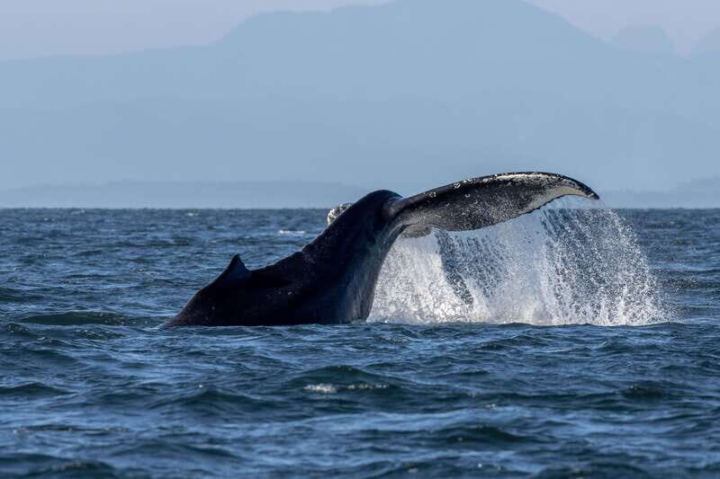 Nanaimo: Whale Watching Semi-Covered Boat Tour - Key highlights worth your attention
