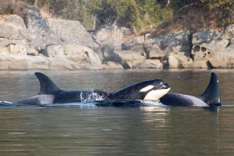 Nanaimo: Whale Watching Semi-Covered Boat Tour - Your guide’s role: marine biology in plain language