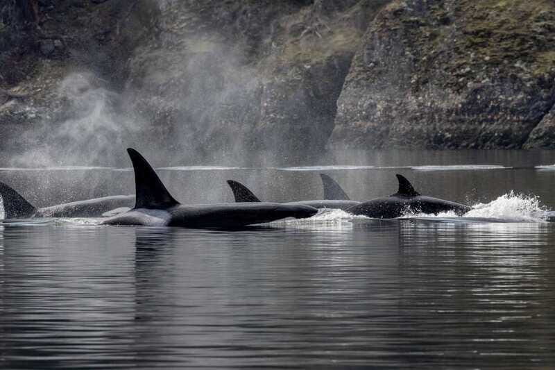 Nanaimo: Whale Watching Semi-Covered Boat Tour - Cruising the Gulf Islands archipelago (and why that matters)
