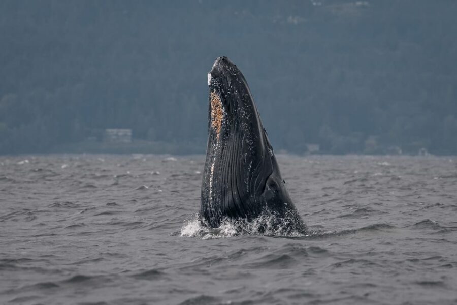 Nanaimo: Whale Watching Semi-Covered Boat Tour - How the one-hour whale viewing window works