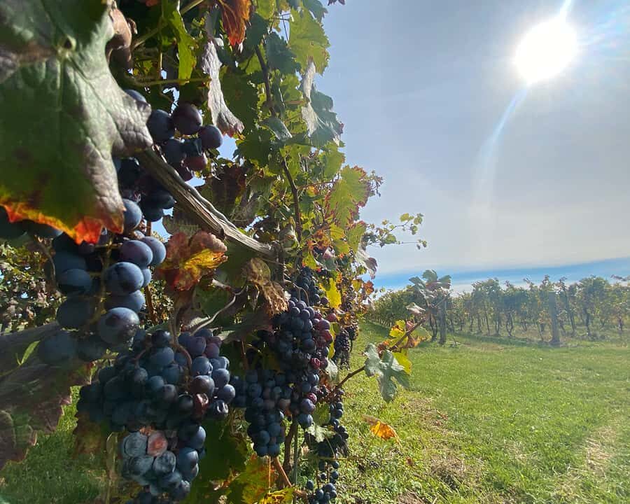 Niagara: A Twilight Wine Adventure With 3-Course Dinner - Who This Twilight Wine Adventure Fits Best