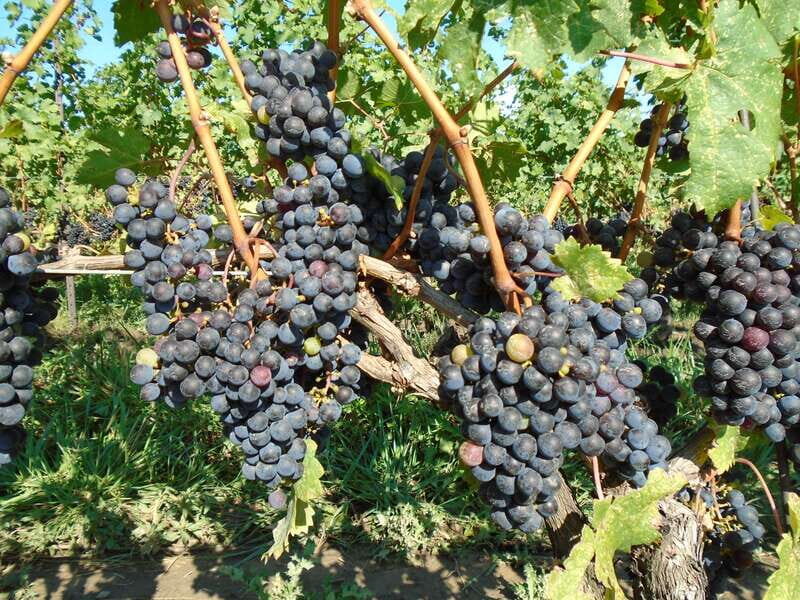 Niagara Falls, Canada: Full-Day Private Winery Tour - Inside the tastings: what the guide actually does for you