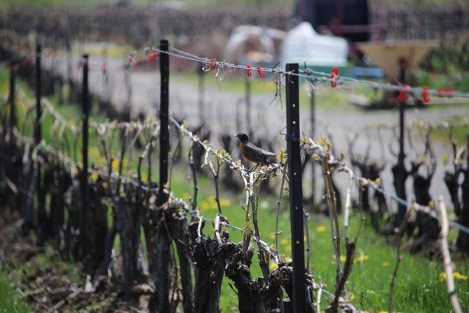 Niagara-on-the-Lake Grape to Glass Wine Experience - 45 minutes in Niagara-on-the-Lake: why this format hits