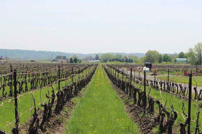 Niagara-on-the-Lake Grape to Glass Wine Experience - Price and value: $23.24 for a guided tasting plus learning