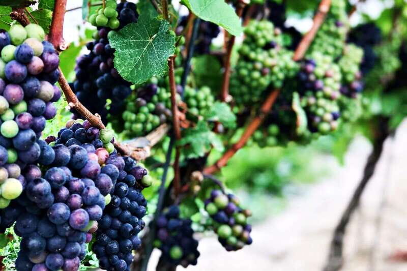 Niagara-on-the-Lake: Wine & Charcuterie Tour with Tastings - Key highlights I’d plan my day around